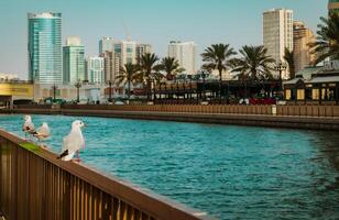 Seagulls in the city photo