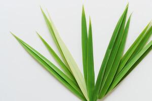 un culinario Odisea con el hermosa pandan hoja, infundir delicado aromas y vibrante verde matices dentro Exquisito platos, elevando sabor perfiles con de la naturaleza Fresco elegancia foto