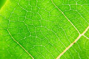 Exploring the Sublime Beauty of a Beautiful Macro Leaf, Where Intricate Veins and Vivid Textures Unfold, Creating an Enchanting Microcosm of Nature's Delicate Artistry photo