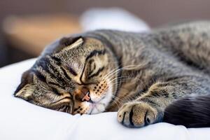Embracing the Beauty of a Beautiful Cute Whiskered Charm Scottish Fold, Where Playful Elegance and Endearing Whiskers Combine in a Captivating Portrait of Feline Delight, Bringing Joy to Every Heart photo