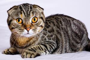 Exploring the Allure of a Beautiful Scottish Fold Cat, where Whiskered Elegance and Playful Charm Unite in a Mesmerizing Portrait of Cuddly Delight photo