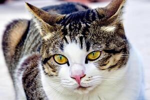 Exploring the Allure of a Beautiful Scottish Fold Cat, where Whiskered Elegance and Playful Charm Unite in a Mesmerizing Portrait of Cuddly Delight photo