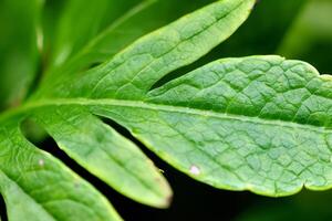 Exploring the Sublime Beauty of a Beautiful Macro Leaf, Where Intricate Veins and Vivid Textures Unfold, Creating an Enchanting Microcosm of Nature's Delicate Artistry photo