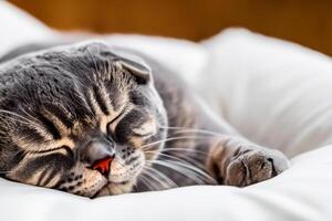 Unveiling the Irresistible Charms of a Beautiful Whiskered Scottish Fold, Where Playful Elegance Meets Feline Grace, Creating a Mesmerizing Portrait of Cuddly Whiskers and Endearing Fluffiness photo