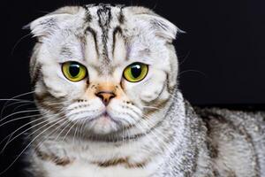 Exploring the Allure of a Beautiful Scottish Fold Cat, where Whiskered Elegance and Playful Charm Unite in a Mesmerizing Portrait of Cuddly Delight photo