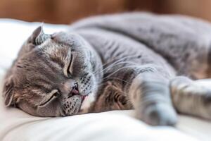 Embracing the Beauty of a Beautiful Cute Whiskered Charm Scottish Fold, Where Playful Elegance and Endearing Whiskers Combine in a Captivating Portrait of Feline Delight, Bringing Joy to Every Heart photo