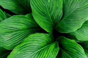 Exploring the Sublime Beauty of a Beautiful Macro Leaf, Where Intricate Veins and Vivid Textures Unfold, Creating an Enchanting Microcosm of Nature's Delicate Artistry photo