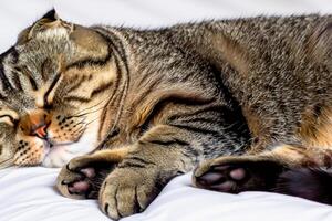 Embracing the Beauty of a Beautiful Cute Whiskered Charm Scottish Fold, Where Playful Elegance and Endearing Whiskers Combine in a Captivating Portrait of Feline Delight, Bringing Joy to Every Heart photo