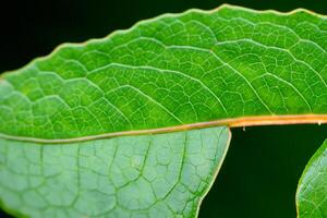 Exploring the Sublime Beauty of a Beautiful Macro Leaf, Where Intricate Veins and Vivid Textures Unfold, Creating an Enchanting Microcosm of Nature's Delicate Artistry photo