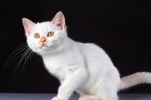 Exploring the Allure of a Beautiful Scottish Fold Cat, where Whiskered Elegance and Playful Charm Unite in a Mesmerizing Portrait of Cuddly Delight photo