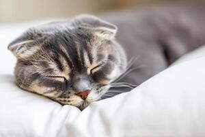 Embracing the Beauty of a Beautiful Cute Whiskered Charm Scottish Fold, Where Playful Elegance and Endearing Whiskers Combine in a Captivating Portrait of Feline Delight, Bringing Joy to Every Heart photo