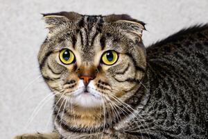 Exploring the Allure of a Beautiful Scottish Fold Cat, where Whiskered Elegance and Playful Charm Unite in a Mesmerizing Portrait of Cuddly Delight photo