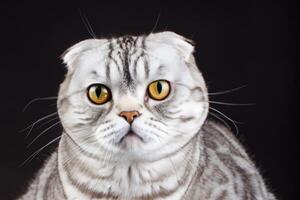 Embracing the Beauty of a Beautiful Cute Whiskered Charm Scottish Fold, Where Playful Elegance and Endearing Whiskers Combine in a Captivating Portrait of Feline Delight, Bringing Joy to Every Heart photo