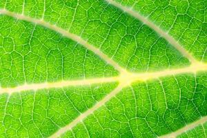 Exploring the Sublime Beauty of a Beautiful Macro Leaf, Where Intricate Veins and Vivid Textures Unfold, Creating an Enchanting Microcosm of Nature's Delicate Artistry photo