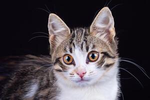 Exploring the Allure of a Beautiful Scottish Fold Cat, where Whiskered Elegance and Playful Charm Unite in a Mesmerizing Portrait of Cuddly Delight photo