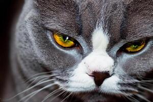 explorador el seducir de un hermosa escocés doblez gato, dónde bigotudo elegancia y juguetón encanto unir en un fascinante retrato de mimoso deleite foto