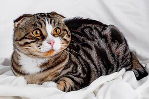 Embracing the Beauty of a Beautiful Cute Whiskered Charm Scottish Fold, Where Playful Elegance and Endearing Whiskers Combine in a Captivating Portrait of Feline Delight, Bringing Joy to Every Heart photo