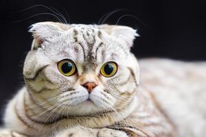 Exploring the Allure of a Beautiful Scottish Fold Cat, where Whiskered Elegance and Playful Charm Unite in a Mesmerizing Portrait of Cuddly Delight photo