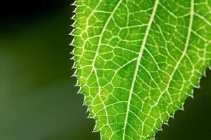 Exploring the Sublime Beauty of a Beautiful Macro Leaf, Where Intricate Veins and Vivid Textures Unfold, Creating an Enchanting Microcosm of Nature's Delicate Artistry photo