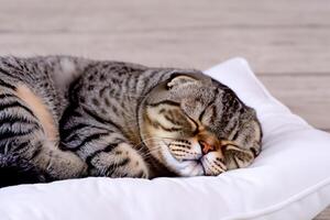 Embracing the Beauty of a Beautiful Cute Whiskered Charm Scottish Fold, Where Playful Elegance and Endearing Whiskers Combine in a Captivating Portrait of Feline Delight, Bringing Joy to Every Heart photo