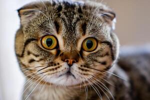 Exploring the Allure of a Beautiful Scottish Fold Cat, where Whiskered Elegance and Playful Charm Unite in a Mesmerizing Portrait of Cuddly Delight photo