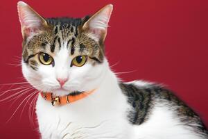 Exploring the Allure of a Beautiful Scottish Fold Cat, where Whiskered Elegance and Playful Charm Unite in a Mesmerizing Portrait of Cuddly Delight photo