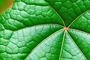 Exploring the Sublime Beauty of a Beautiful Macro Leaf, Where Intricate Veins and Vivid Textures Unfold, Creating an Enchanting Microcosm of Nature's Delicate Artistry photo