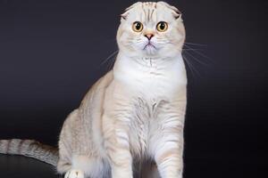 Exploring the Allure of a Beautiful Scottish Fold Cat, where Whiskered Elegance and Playful Charm Unite in a Mesmerizing Portrait of Cuddly Delight photo