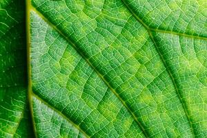 Exploring the Sublime Beauty of a Beautiful Macro Leaf, Where Intricate Veins and Vivid Textures Unfold, Creating an Enchanting Microcosm of Nature's Delicate Artistry photo