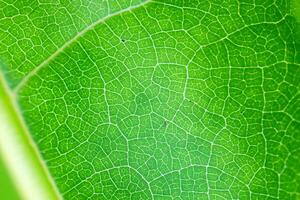 Exploring the Sublime Beauty of a Beautiful Macro Leaf, Where Intricate Veins and Vivid Textures Unfold, Creating an Enchanting Microcosm of Nature's Delicate Artistry photo