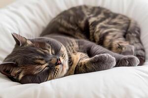Embracing the Beauty of a Beautiful Cute Whiskered Charm Scottish Fold, Where Playful Elegance and Endearing Whiskers Combine in a Captivating Portrait of Feline Delight, Bringing Joy to Every Heart photo