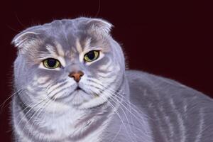 Exploring the Allure of a Beautiful Scottish Fold Cat, where Whiskered Elegance and Playful Charm Unite in a Mesmerizing Portrait of Cuddly Delight photo