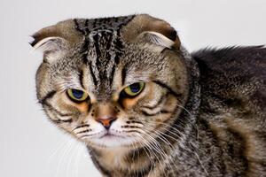 Exploring the Allure of a Beautiful Scottish Fold Cat, where Whiskered Elegance and Playful Charm Unite in a Mesmerizing Portrait of Cuddly Delight photo