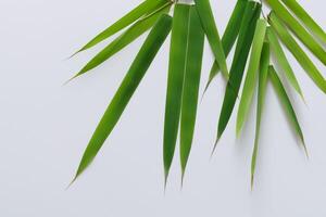 abrazando el seducir de hermosa bambú hojas, dónde agraciado verde cuchillas danza en armonioso sinfonía, creando un tranquilo oasis de de la naturaleza equilibrio y eterno belleza foto