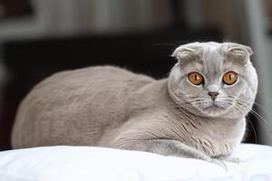 Embracing the Beauty of a Beautiful Cute Whiskered Charm Scottish Fold, Where Playful Elegance and Endearing Whiskers Combine in a Captivating Portrait of Feline Delight, Bringing Joy to Every Heart photo