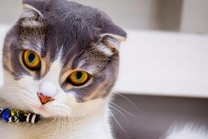 Embracing the Beauty of a Beautiful Cute Whiskered Charm Scottish Fold, Where Playful Elegance and Endearing Whiskers Combine in a Captivating Portrait of Feline Delight, Bringing Joy to Every Heart photo