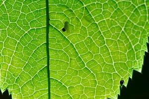 Exploring the Sublime Beauty of a Beautiful Macro Leaf, Where Intricate Veins and Vivid Textures Unfold, Creating an Enchanting Microcosm of Nature's Delicate Artistry photo