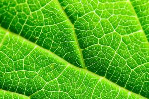 Exploring the Sublime Beauty of a Beautiful Macro Leaf, Where Intricate Veins and Vivid Textures Unfold, Creating an Enchanting Microcosm of Nature's Delicate Artistry photo