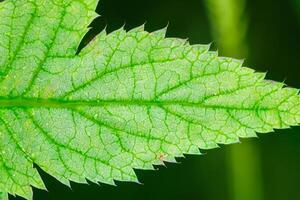 explorador el sublime belleza de un hermosa macro hoja, dónde intrincado las venas y vívido texturas desplegar, creando un encantador microcosmo de de la naturaleza delicado arte foto