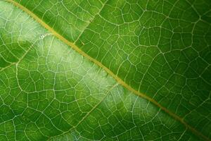 Exploring the Sublime Beauty of a Beautiful Macro Leaf, Where Intricate Veins and Vivid Textures Unfold, Creating an Enchanting Microcosm of Nature's Delicate Artistry photo