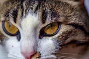 explorador el seducir de un hermosa escocés doblez gato, dónde bigotudo elegancia y juguetón encanto unir en un fascinante retrato de mimoso deleite foto