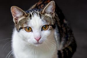 Exploring the Allure of a Beautiful Scottish Fold Cat, where Whiskered Elegance and Playful Charm Unite in a Mesmerizing Portrait of Cuddly Delight photo