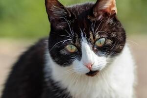 Exploring the Allure of a Beautiful Scottish Fold Cat, where Whiskered Elegance and Playful Charm Unite in a Mesmerizing Portrait of Cuddly Delight photo