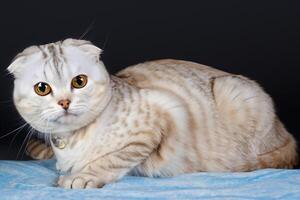 Exploring the Allure of a Beautiful Scottish Fold Cat, where Whiskered Elegance and Playful Charm Unite in a Mesmerizing Portrait of Cuddly Delight photo