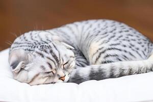 Embracing the Beauty of a Beautiful Cute Whiskered Charm Scottish Fold, Where Playful Elegance and Endearing Whiskers Combine in a Captivating Portrait of Feline Delight, Bringing Joy to Every Heart photo