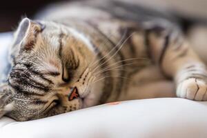 Embracing the Beauty of a Beautiful Cute Whiskered Charm Scottish Fold, Where Playful Elegance and Endearing Whiskers Combine in a Captivating Portrait of Feline Delight, Bringing Joy to Every Heart photo