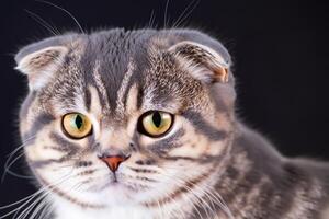 Exploring the Allure of a Beautiful Scottish Fold Cat, where Whiskered Elegance and Playful Charm Unite in a Mesmerizing Portrait of Cuddly Delight photo