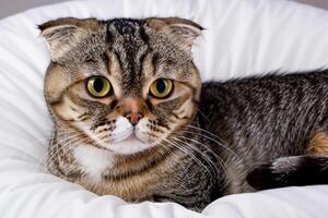 Embracing the Beauty of a Beautiful Cute Whiskered Charm Scottish Fold, Where Playful Elegance and Endearing Whiskers Combine in a Captivating Portrait of Feline Delight, Bringing Joy to Every Heart photo