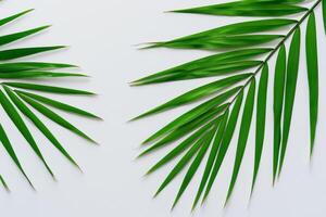 Embarking on a Journey Through the Intricate Beauty of Beautiful Fern Leaves, as Lush Green Fronds Unfold in Nature's Dance, Creating an Exquisite Tapestry of Botanical Elegance and Timeless Grace photo