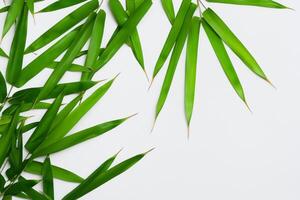 Embracing the Allure of Beautiful Bamboo Leaves, where Graceful Green Blades Dance in Harmonious Symphony, Creating a Tranquil Oasis of Nature's Poise and Timeless Beauty photo